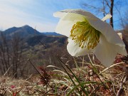 10 Ellebori in fiore con vista in Monte Gioco
